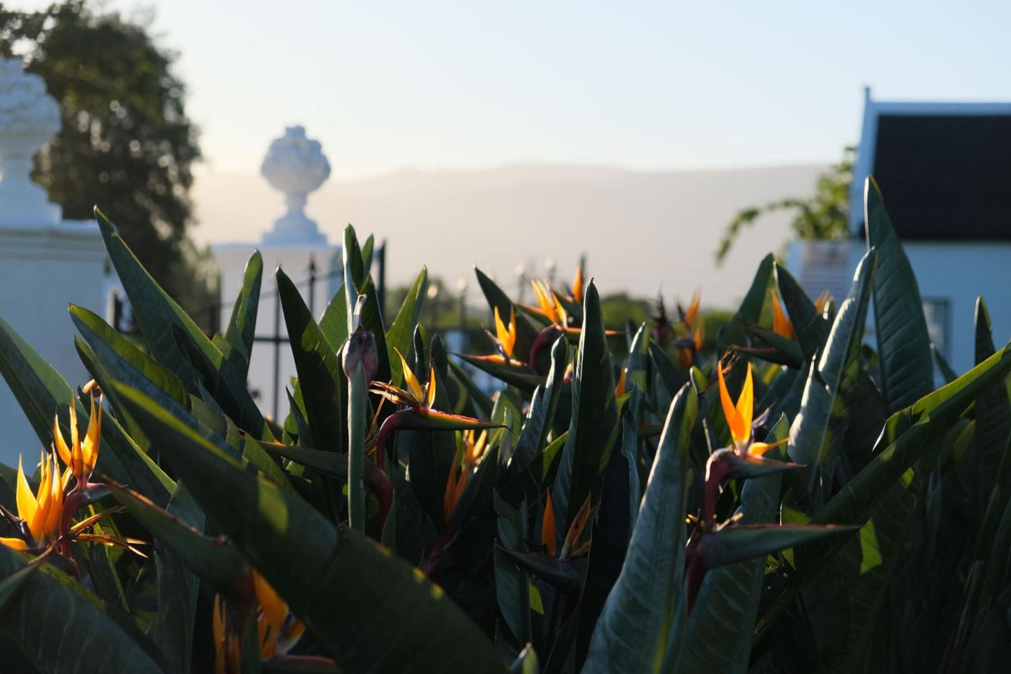 Adara Palmiet Valley Luxurious Boutique Farm Hotel Paarl Exteriör bild