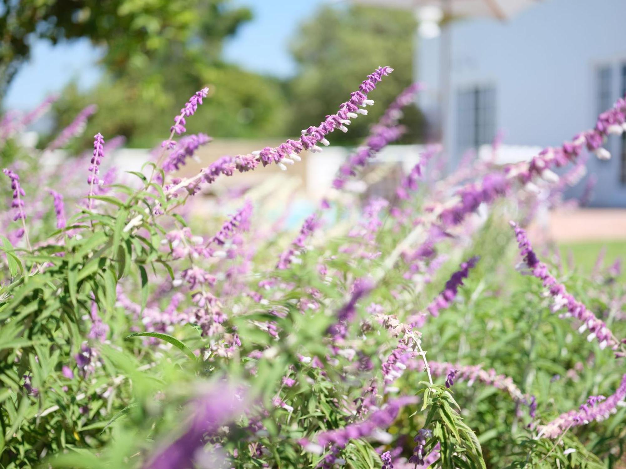 Adara Palmiet Valley Luxurious Boutique Farm Hotel Paarl Exteriör bild